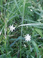 Stellaria longifolia