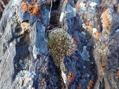 Coscinodon calyptratus