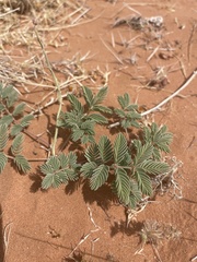 Hoffmannseggia repens