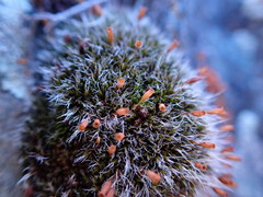 Coscinodon calyptratus