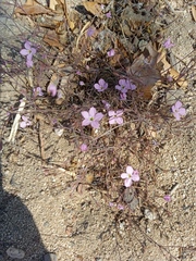 Stenotis asperuloides