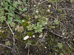 Androsace occidentalis