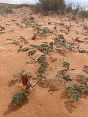 Hoffmannseggia repens