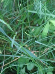 Stellaria longifolia