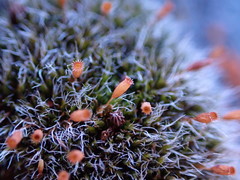 Coscinodon calyptratus