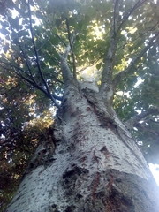 Populus alba