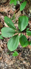 Veratrum parviflorum