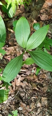Veratrum parviflorum