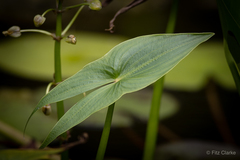 Sagittaria montevidensis