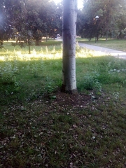 Populus alba