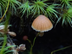 Galerina cerina