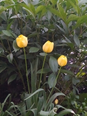Tulipa