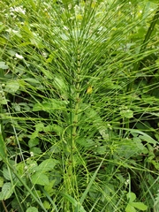 Equisetum telmateia