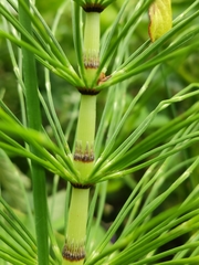 Equisetum telmateia