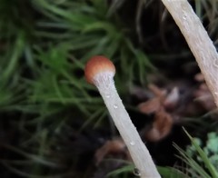 Galerina cerina