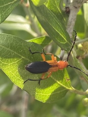 Elytroleptus divisus
