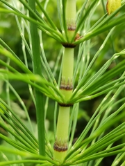 Equisetum telmateia