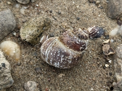 Viviparus acerosus