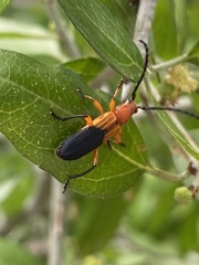 Elytroleptus divisus