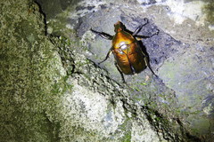 Pseudotorynorrhina japonica