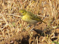 Ploceus intermedius cabanisii