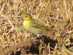 Ploceus intermedius cabanisii