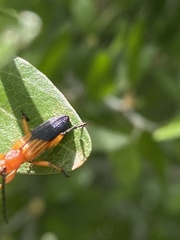 Elytroleptus divisus