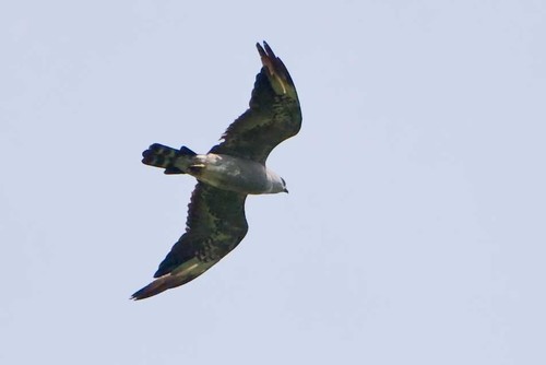 Ictinia mississippiensis image