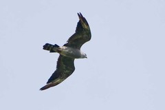 Ictinia mississippiensis image