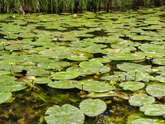 Nuphar lutea