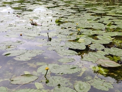 Nuphar lutea