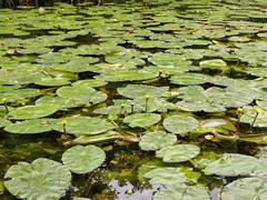 Nuphar lutea