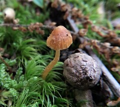 Galerina cerina