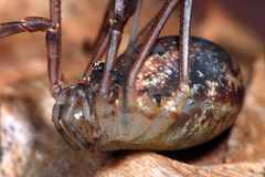 Lacinius ephippiatus