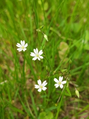 Stellaria graminea