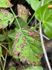 Sphaerulina westendorpii