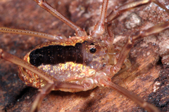 Lacinius ephippiatus