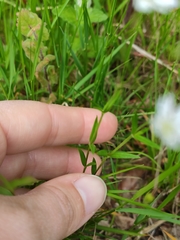 Stellaria graminea