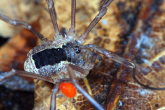 Lacinius ephippiatus