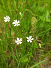 Stellaria graminea
