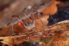 Lacinius ephippiatus