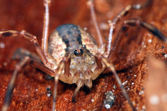 Lacinius ephippiatus
