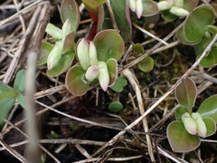 Polygaloides paucifolia