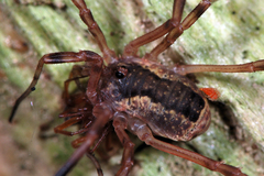 Lacinius ephippiatus