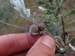 Rhopalomyia nucula