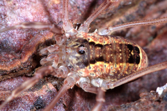 Lacinius ephippiatus