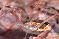Lacinius ephippiatus