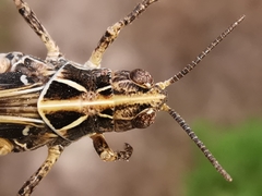 Dociostaurus maroccanus