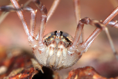 Lacinius ephippiatus