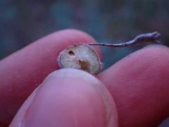 Rhopalomyia nucula